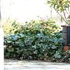 Tuinpaal pro drievoudig met dubbele wartel (diverse kleuren)