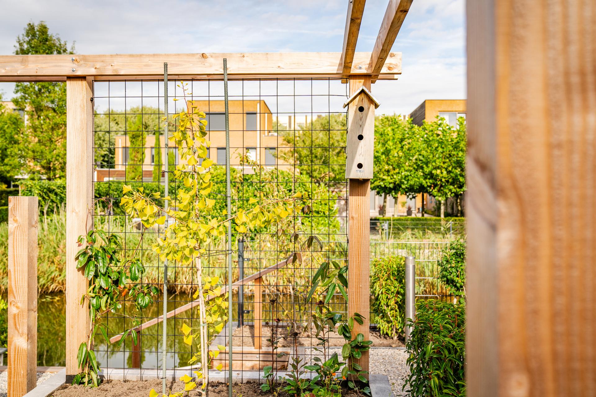 douglas pergola 4