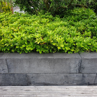 Allure Block Linea Black (diverse kleuren)