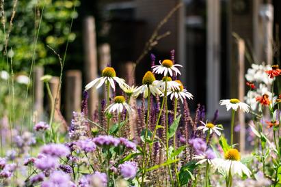 tuinontwerp natuurlijke tuin 10 