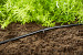Bovengrondse Druppelbuis 4,6mm (3/16) - 15m