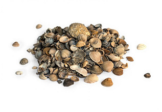 Schelpen - Bigbag (diverse maten)